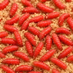 Pecheur.com Asticots Rouge * Appâts - Amorces|Appâts Carpe