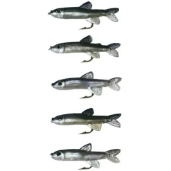 Gambe Stucki Fishing Minnow