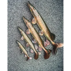 Fox Rage Leurre Souple Armé Ultra-Realistic Pike Replicant * Leurres Carnassiers